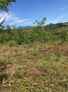 本溪市桓仁滿(mǎn)族自治縣普樂(lè)堡鎮(zhèn)大青溝村2林班15 1小班林木資產(chǎn) 27 1小班林木資產(chǎn)