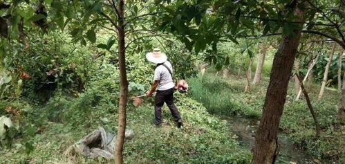 南昌縣八一鄉(xiāng) 抓好綠化日常管護(hù) 確保林木只增不減