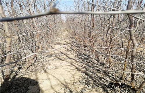 冬棗2號(hào)棗樹(shù)苗 冬棗2號(hào)棗樹(shù)苗每株單價(jià)