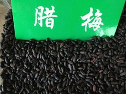 臘梅種子 ,河南鄢陵林木種子推廣中心