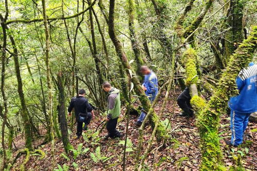 寶興破獲一起盜伐林木案......