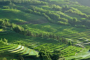 醉美梯田 散落在人間的斑斕畫(huà)布