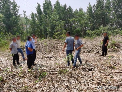 鶴壁市森林公安局成功打掉一個(gè)濫伐林木團(tuán)伙