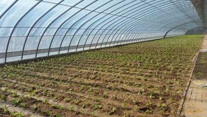 成都蔬菜大棚建設(shè)要做到人、棚、物合一,你知道嗎?