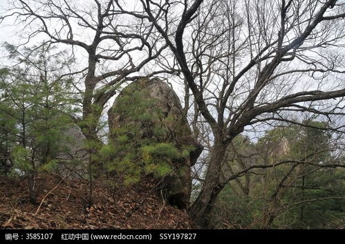 原始林木高清圖片下載 紅動網(wǎng)