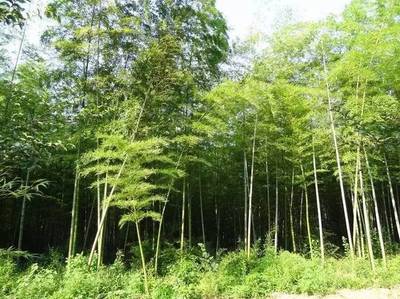 小長假最全馬鞍山出游攻略,爬山、溫泉、公園…想怎么嗨就怎么嗨!