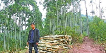 成都將重點監(jiān)督破壞林木 礦產(chǎn)資源等行為