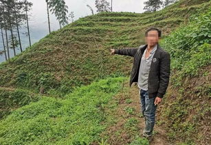 森林公安局 抓 代某富濫伐林木