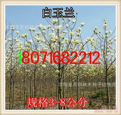 【供應:紫玉蘭紫玉蘭小苗(保質保量貨到付款】沭陽縣百科林木種子銷售部 - 產(chǎn)品庫