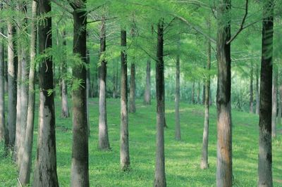 農(nóng)村經(jīng)濟林木補償標準