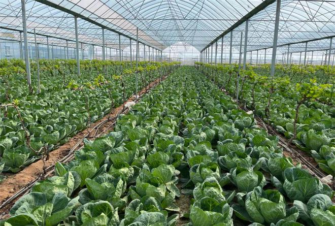 永年有了“健康夜市”!永年蔬菜基地現代化建設見成效