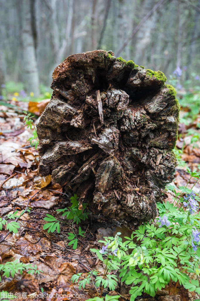 樹的樹樁和樹根在卡盧加河的破定居點(diǎn)