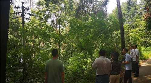 駐馬店市林業(yè)局組織審前聯(lián)合踏查 確保林木采伐審批精準(zhǔn)高效