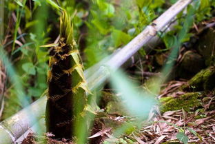 趕緊 免費(fèi)送筍子了 向峨 趙家溝首屆采筍節(jié) 強(qiáng)勢來襲
