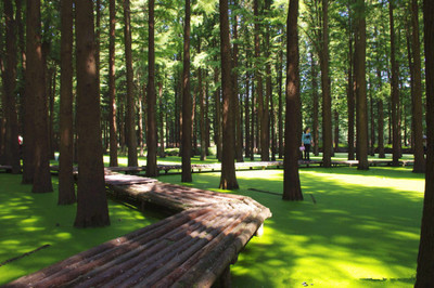 采棕葉、賽龍舟、做香囊…今年帶娃到這里過一個不同尋常的端午節