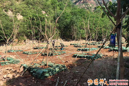 苗木恢復差怎么辦,樹木移栽生根劑用什么