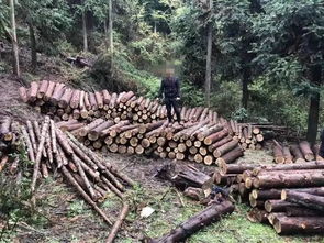 納雍一村民砍伐自家林木,竟也犯法