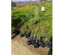 【千香百戀批發(fā)綠化專業(yè)林木種子進(jìn)口濕地松種子馬尾松油松種子】沭陽春梅苗木園藝場(chǎng) - 產(chǎn)品庫