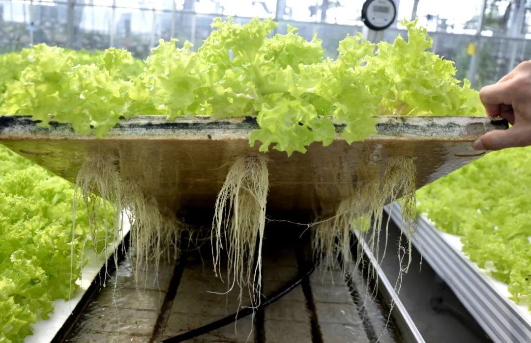 博士種蔬菜,有啥不一樣?實拍湖北省農科院健康蔬菜創(chuàng)新工場