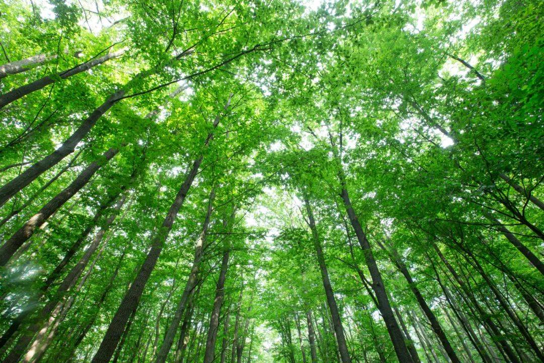 綠色革命的引擎—林木多組學研究與國自然的深度融合_分析_基因組_茶