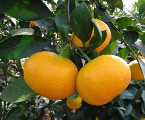 紐荷爾臍橙苗種植與蔬菜培育的協同發展——以湖南千思農林科技公司為例