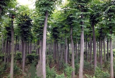 欒樹 陜西苗木與西北盆景的優雅選擇